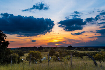 sunset over the field