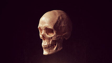 Human Female Skull and Jaw Bone Pirate Poison Horror Symbol Halloween Woman Medical 3d illustration render