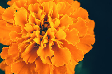 Close up of soft focused orange marigold flower (Tagetes erecta, African, Mexican, Aztec marigold)...