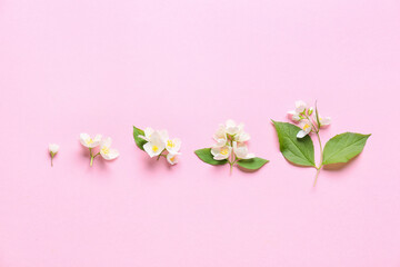 Fototapeta na wymiar Beautiful jasmine flowers on color background