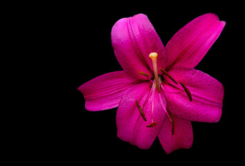 Obraz premium Beautiful flowers white lilies. Floral natural summer background.