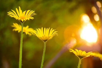 yellow flower in the garden