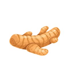 turmeric root, aromatic food, healthy menu.Aromatic seasoning ingredient. Herbs spice, salad and meals. Isolated vector illustration in cartoon style.