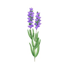 Naklejka premium Bunch of lavender. Herbs and spices. Aromatic seasoning ingredient. Isolated vector illustration in cartoon style.