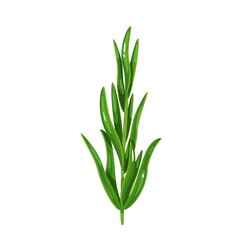 Green tarragon, vegetarian food, healthy menu. Herbs spice, salad and meals. Isolated vector illustration in cartoon style.