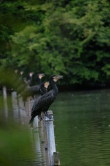 整列して休んでいる野鳥カワウ