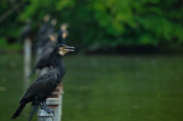 整列して休んでいる野鳥カワウ