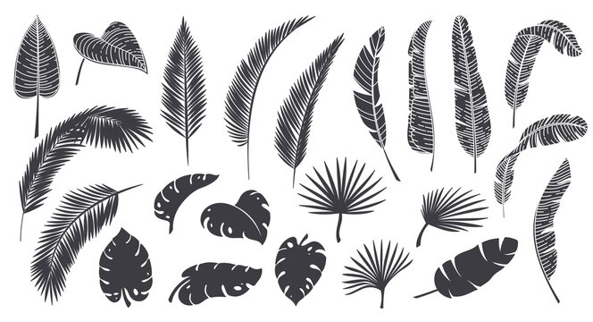 Silhouettes tropical leaves. Monochrome glyph forest palm monstera fern hawaiian leaves. Tropical elements vector illustration.