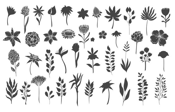 Silhouettes floral elements. Monochrome glyph foliage natural leaves herbs. Set flower botanical vector illustration.