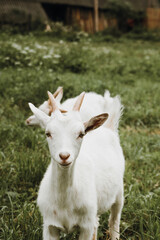 close up portrait of white goat on green grass 