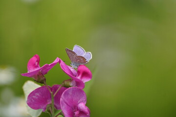 Fototapeta Motyl na kwiecie ,motyl na łące ,kolorowy motyl ,makro świat obraz