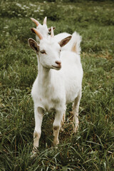 close up portrait of white goat on green grass 
