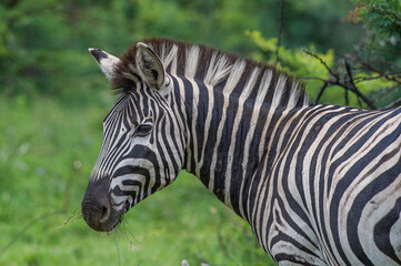 Plains Zebra eating grass