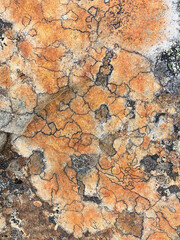 Orange crustose lichen growing on stone surface, Lapland, Finland
