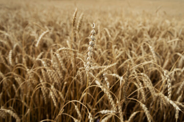Farmland of wheat.
