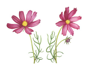 Set with red flower of cosmea (Cosmos bipinnatus, Mexican aster, garden cosmos). Watercolor hand drawn painting illustration isolated on white background.