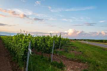 vineyard at sunset