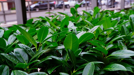 spring in the garden