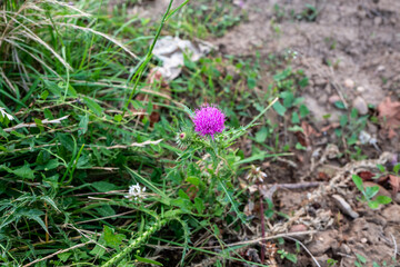 flowers in the grass