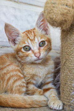 A cute orange Chinese pastoral cat, kitten, domestic cat