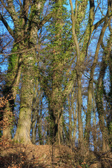 Untouched Forest of Old Trees Overgrown with Ivy