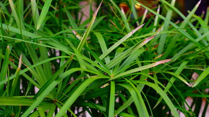 close up of green grass