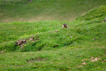 alpine marmot in summer meadow in the swiss alps