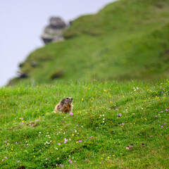 alpine marmot in summer meadow in the swiss alps