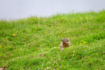 alpine marmot in summer meadow in the swiss alps