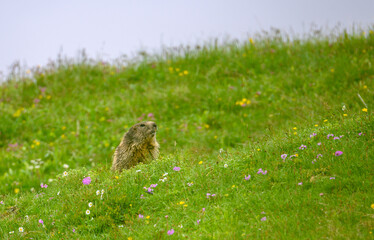 Naklejka na ściany i meble alpine marmot in summer meadow in the swiss alps