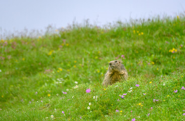 alpine marmot in summer meadow in the swiss alps
