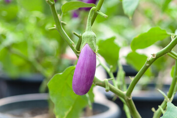 Close-up fresh purple Eggplant fruit growing in garden on summer season, raw material for use make cooking a food diet	