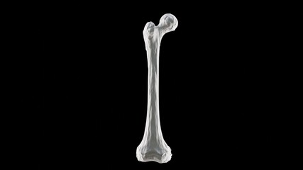 3d illustration of Right human femur bone, posterior view, bone anatomy, black background, 3d rendering