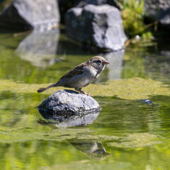 Ein Haussperling Weibchen sitzt auf einem Stein in einem veralgten Teich in der Seitenansicht