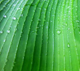 green leaf with water drops