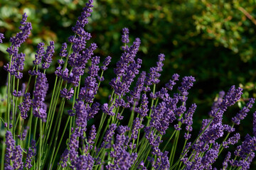 Blüten des Echten Lavendel