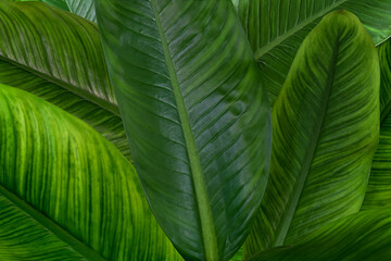 Naklejka na ściany i meble Close-up tropical fresh green leaves on low light on greenery season, nature and ecology background 