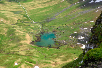 swarm of alpine chough over the cristallclear water of Blausee near Melchseefrutt