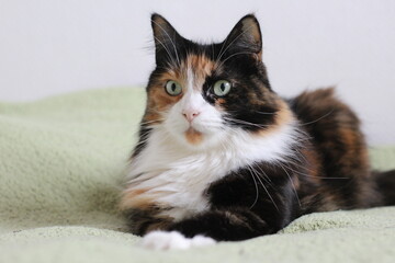 Tricolor Cat © Michalina