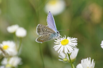 Fototapeta Motyl na kwiecie ,motyl na łące ,kolorowy motyl ,makro świat obraz