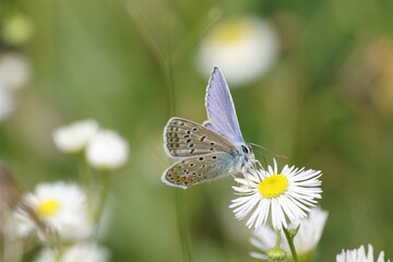 Fototapeta Motyl ,motyl na kwiecie ,flora i fauna ,owad zapylający obraz