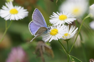 Fototapeta Motyl na kwiecie ,wielobarwny motyl ,owad , flora i fauna obraz