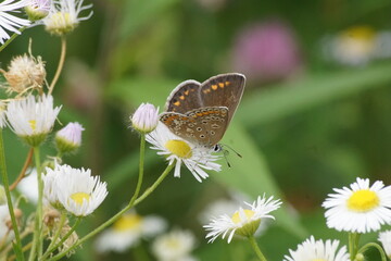 Fototapeta Motyl  ,motyl na kwiecie ,lato na łące , kolorowy owad  obraz