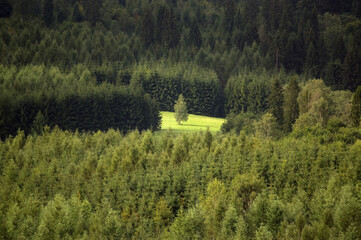 Widok oświetlonej polany z różnymi gatunkami drzew w ciepłych zielonych kolorach   © Monika