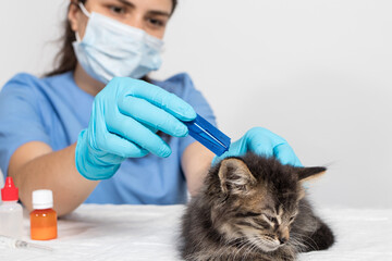 A veterinarian in gloves drips on the withers of the cat remedy or drops from fleas for the treatment of a kitten. Antiparasitic therapy in veterinary medicine.