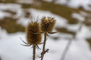 Wild plant with thorns. Close-up. Dried prickly plant. Macro photo. The rough texture of the surface of the plant. Dried thorn. Dry plant stem. Small details close up