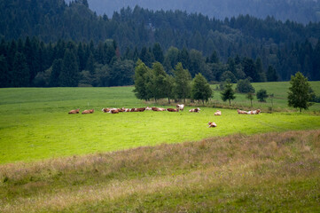 Stado krów wypasające się na polanie wśród lasów