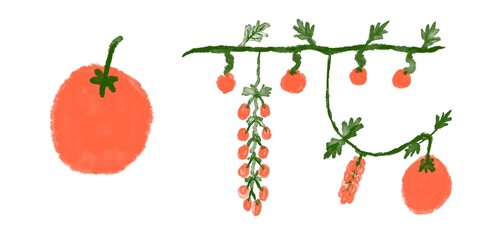 Tomato vegetables on a white background