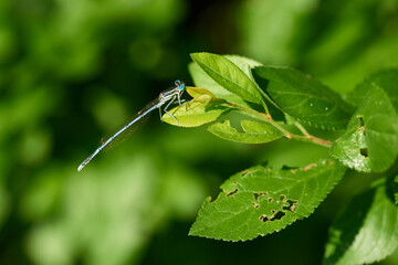 Männchen der Blauen Federlibelle (Platycnemis pennipes)