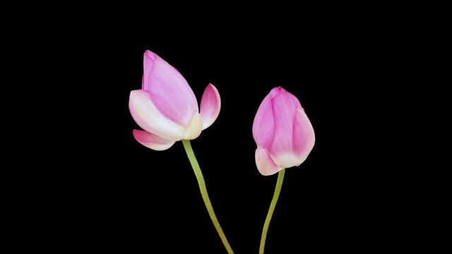 4K time Lapse footage of two blooming pink lotus flower from bud to full blossom then back to bud simultaneously isolated on black background, close up b roll shot side view.